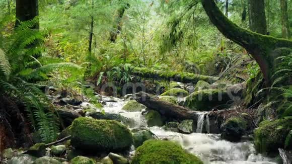 风景优美的森林河运动镜头视频的预览图