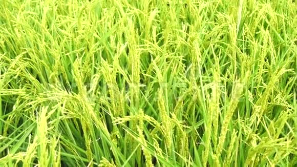 西班牙瓜达尔基维尔沼泽地未成熟水稻种植区4K视频的预览图