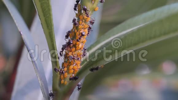 夹竹桃蚜虫Aphisnerii吸吮视频的预览图