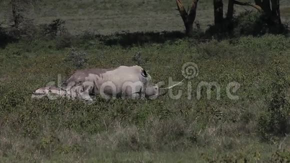 黑犀牛dicerosbicornis雌性有小牛肯尼亚纳库鲁公园视频的预览图