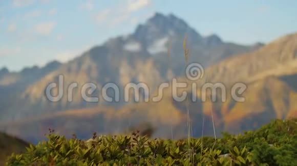 在阳光明媚的日子里黄秋草随风摇曳金色的山冈雪顶和红林视频的预览图
