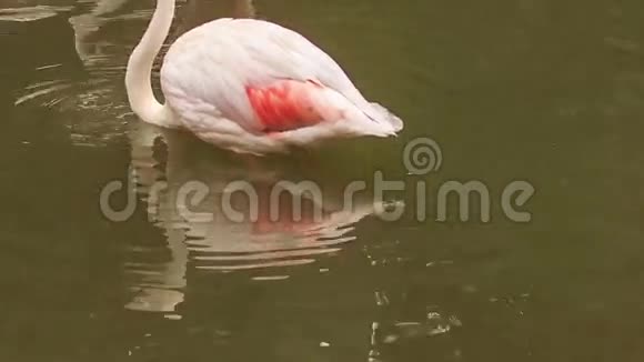 粉红火烈鸟站在水中清洁羽毛视频的预览图
