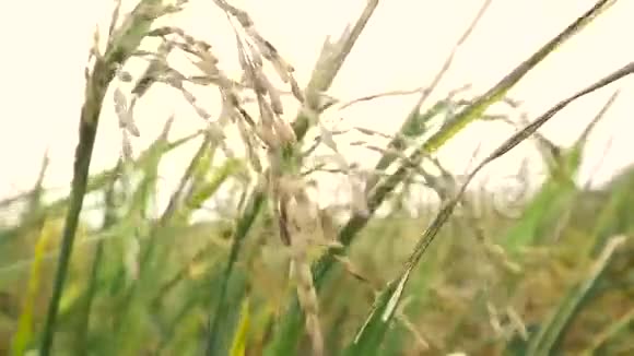 四月十五日越南田野上的稻花视频的预览图