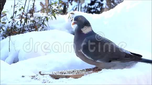 鸽子在雪地里吃鸟籽视频的预览图