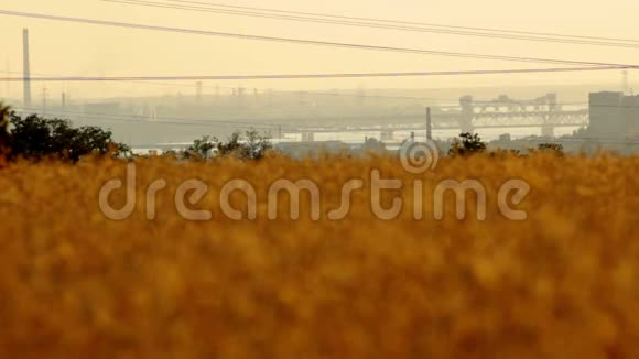黎明时的小麦视频的预览图