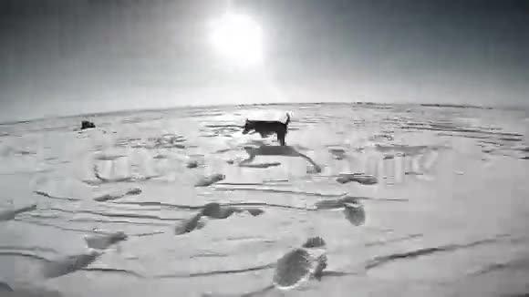 黑白镜头欢快的狗跑过雪域吠叫视频的预览图