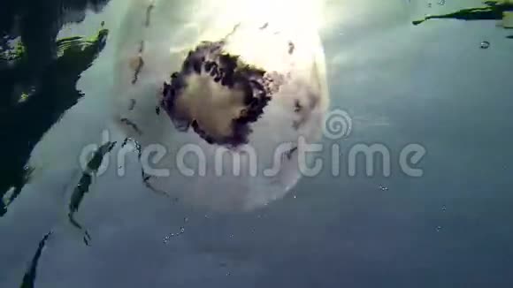 水母挡住了水下的太阳视频的预览图