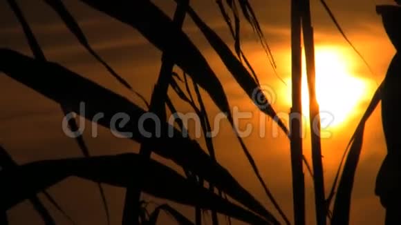 日落Thru竹芦苇视频的预览图