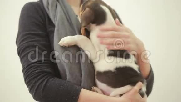 小猎犬小狗睡在雌性手上视频的预览图