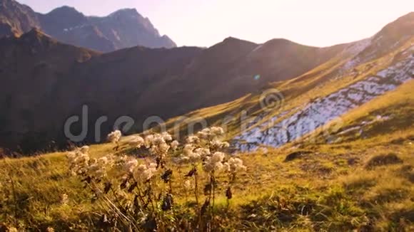 黄秋草在风中摇曳金色的山冈在夕阳下视频的预览图
