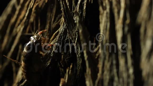 蝉若虫爬树视频的预览图