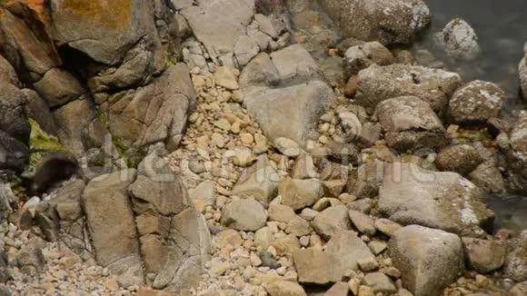 水獭在岩石上玩耍雷耶斯角视频的预览图