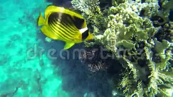 两条黄鱼绕着珊瑚游动视频的预览图