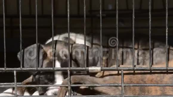动物收容所里的狗视频的预览图