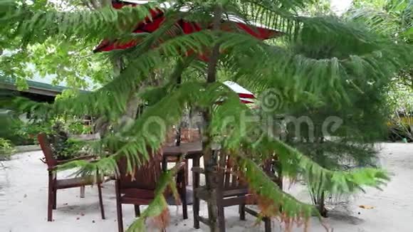 马尔代夫海滩酒吧植物中间的家具视频的预览图