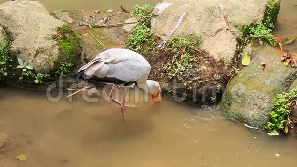 西伯利亚鹤在池塘的石头上搜寻食物视频的预览图