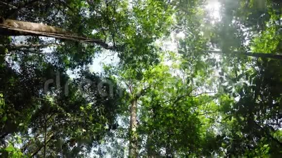 印尼苏拉威西北部雨中的树梢视频的预览图