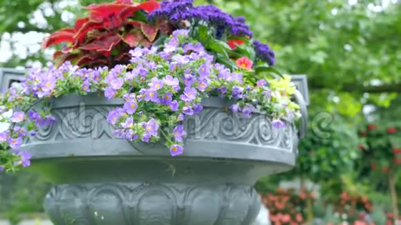 许多不同的颜色在一个大的户外盆栽花盆的镜头移动视频的预览图