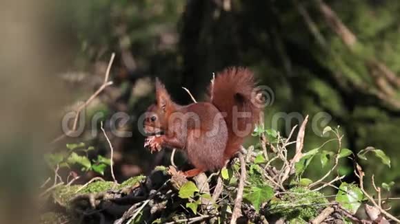 红松鼠粗鄙的小鸟成年吃榛子法国诺曼底视频的预览图