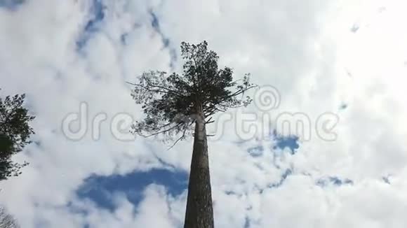 蓝天白云背景下的高松顶视频的预览图
