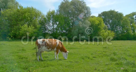 奶牛在夏季牧场的草地上吃草视频的预览图