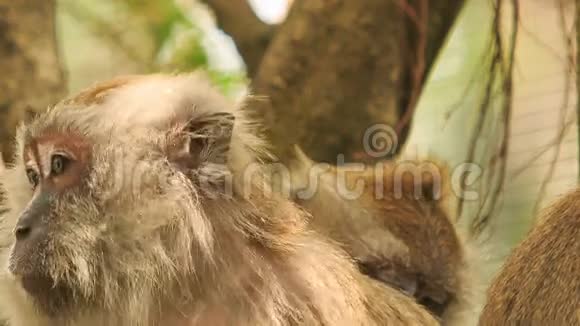 在公园的树上小猴把手擦干净朋友视频的预览图