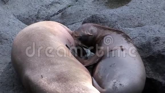 母毛海豹狮子在加拉帕戈斯海滩上喂婴儿吮奶视频的预览图