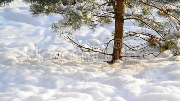 一棵树下的雪地上的虱子视频的预览图