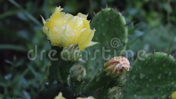 落在奥普蒂亚花朵上的雨滴视频的预览图