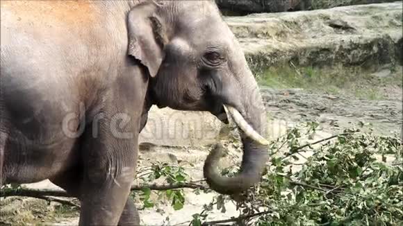 在野生动物公园里吃树叶的大象视频的预览图