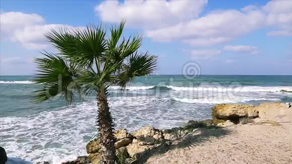 热带海岸的棕榈树蓝天视频的预览图