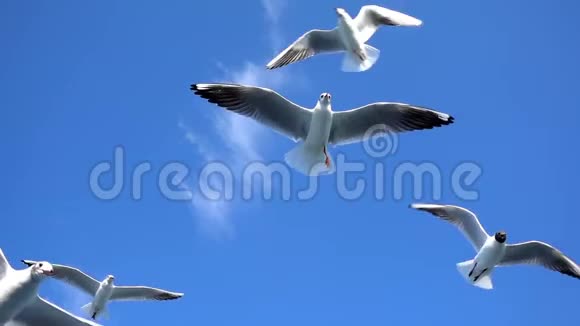 鸟兽海鸥在蓝天上飞翔视频的预览图