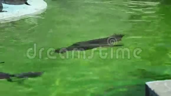 动物园里有海狮包围视频的预览图