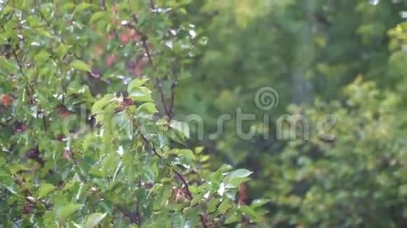 夏天公园里的绿叶背景下的雨滴视频的预览图