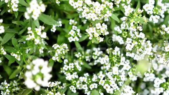 花园里美丽盛开的白花夏日时光慢动作3840x2160视频的预览图