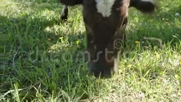 牛在吃草打苍蝇视频的预览图