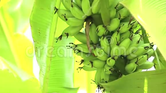 香蕉树在自然光下视频的预览图