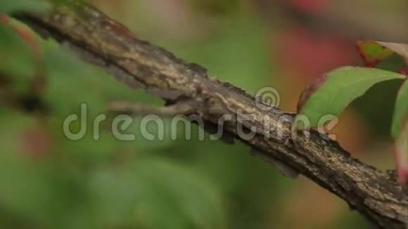 院子里的植物和树枝花园里的木桥美丽的绿色大树枝和树叶绿叶和视频的预览图