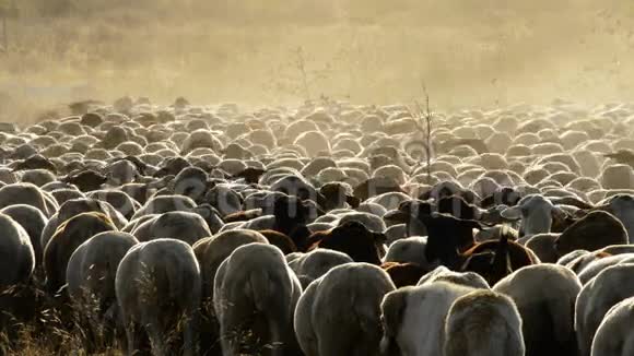 日落时分在一片大片尘埃云中行走的牛羊牲畜视频的预览图