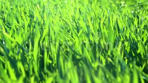 日落时分年轻的芽苗在田野上草地特写视频的预览图