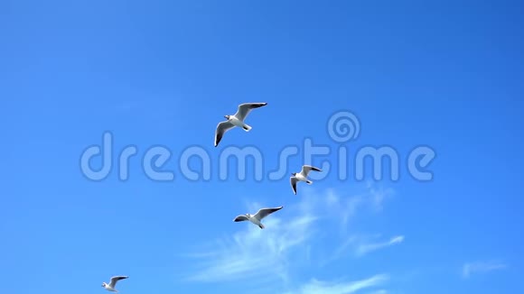鸟兽海鸥在蓝天上飞翔视频的预览图