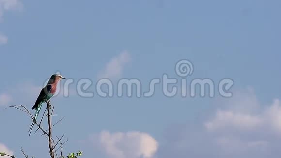 Lilac母乳托辊科拉西亚斯库达塔成人从科分起飞在博茨瓦纳奥卡万戈三角洲飞行视频的预览图