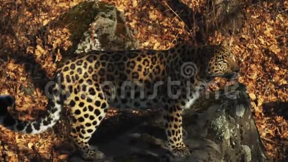 俄罗斯Primorsky野生动物园里神奇但罕见的美洲豹视频的预览图