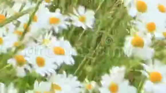 花白色美丽的洋甘菊特写视频的预览图