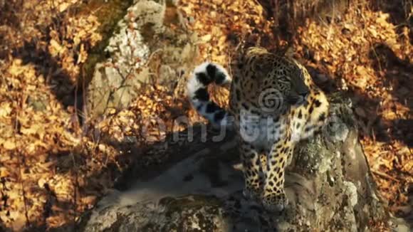 俄罗斯Primorsky野生动物园里神奇但罕见的美洲豹视频的预览图