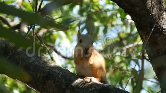 一只小红松鼠躲在树枝上吃坚果视频的预览图