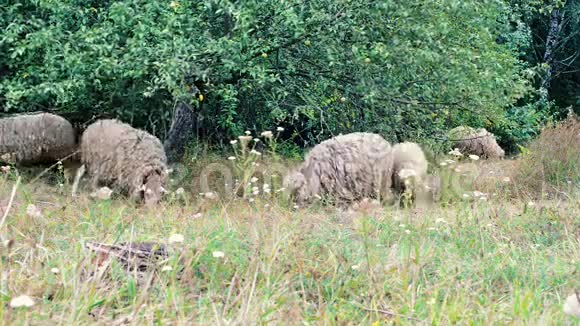 放羊一群羊在绿色的田野上觅食在树木附近吃草的羊的特写视频的预览图