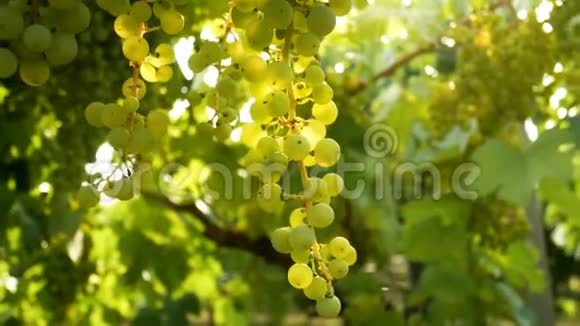 葡萄日落意大利葡萄园葡萄酒太阳视频的预览图