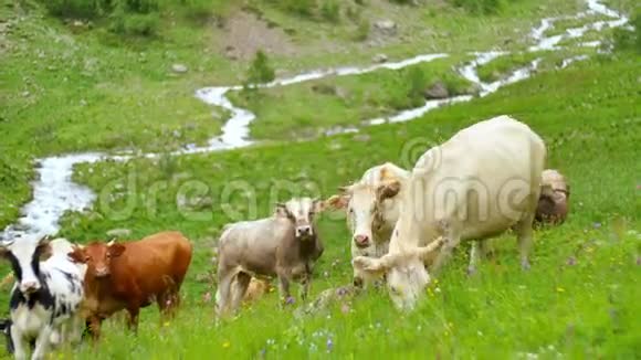 奶牛在快山河的背景下吃新鲜的春草视频的预览图