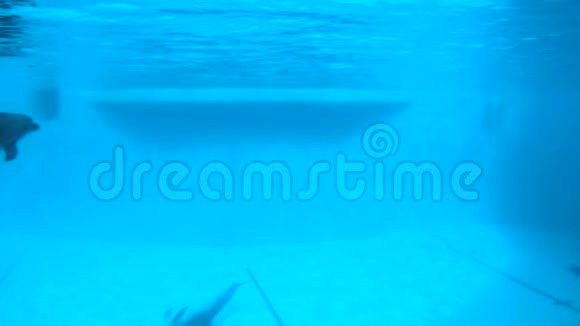 水下射击海豚慢慢地在游泳池里游泳视频的预览图
